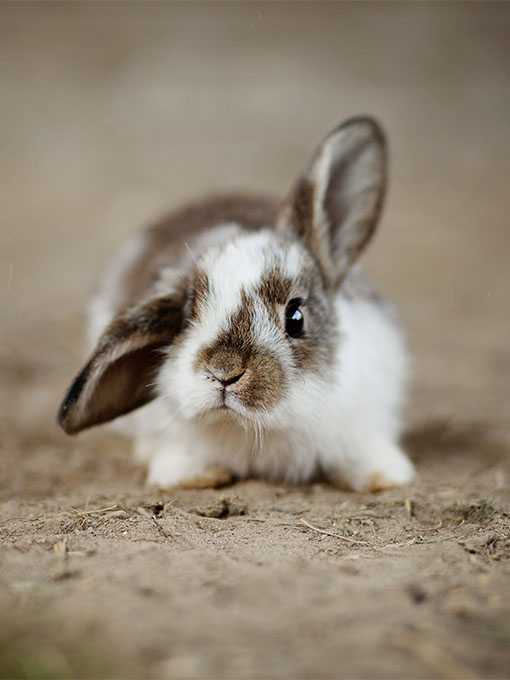 Osteröffnungszeiten