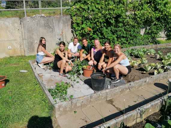 Schülerinnen und Schüler beim Setzen von Süsskartoffeln