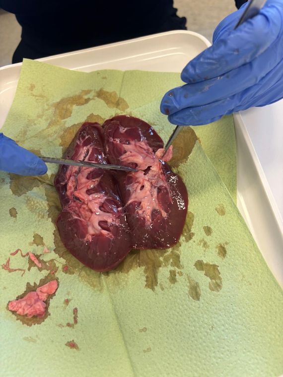 Sezieren im Biologieunterricht