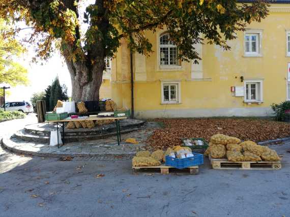 Schüler beim Setzen und Ernten der Kartoffeln