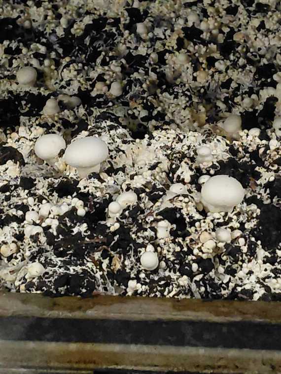 Gemüsegroßhandel Robitsch