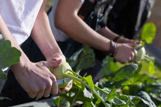 Schülerinnen und Schüler im fachpraktischen Unterricht Gartenbau