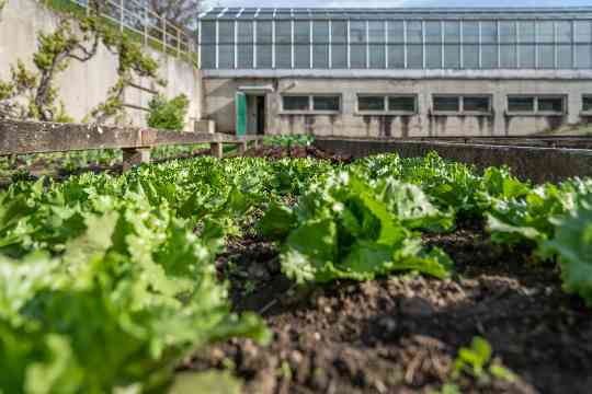 Schülerinnen und Schüler im fachpraktischen Unterricht Gartenbau