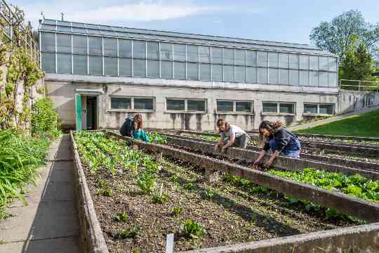 Schülerinnen und Schüler im fachpraktischen Unterricht Gartenbau