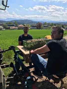 Schüler beim Setzen und Ernten der Kartoffeln