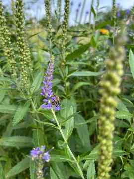 Biodiversität