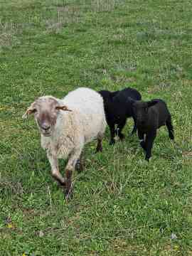 Exkursion biologische Landwirtschaft