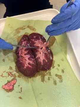 Sezieren im Biologieunterricht