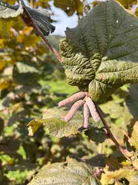 Gartenbau-Exkursion des 5IUM 2025