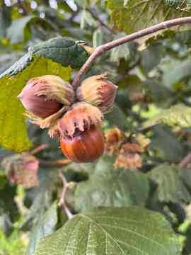 Gartenbau-Exkursion des 5IUM 2025