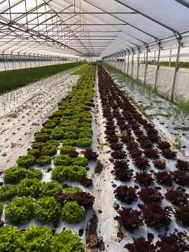Gartenbau-Exkursion des 5IUM 2025