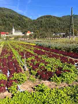 Gartenbau-Exkursion des 5IUM 2025