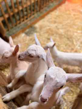 Innovation und Nachhaltigkeit im Jauntal