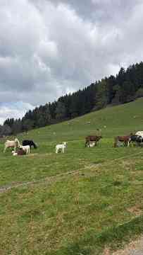 Von Schafbetrieb bis Eselpark - 5IUM