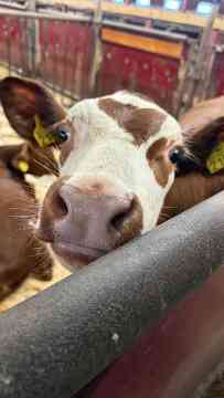 EU-Mobilitäten der 4IUM