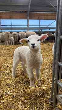 EU-Mobilitäten der 4IUM