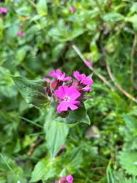Europaschutzgebiet Tiebelmündung
