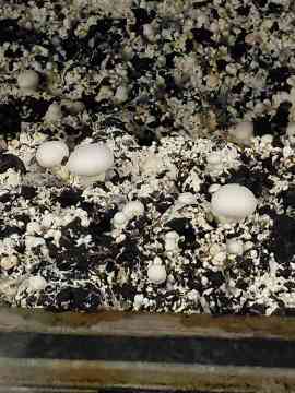 Gemüsegroßhandel Robitsch