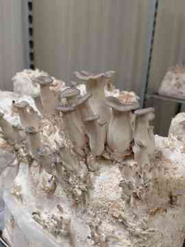 Gemüsegroßhandel Robitsch