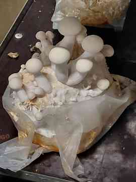 Gemüsegroßhandel Robitsch