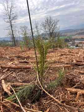 Klimafitter Wald an der HBLA Pitzelstätten
