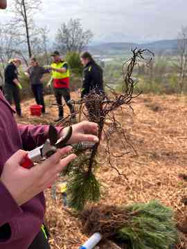 Klimafitter Wald an der HBLA Pitzelstätten