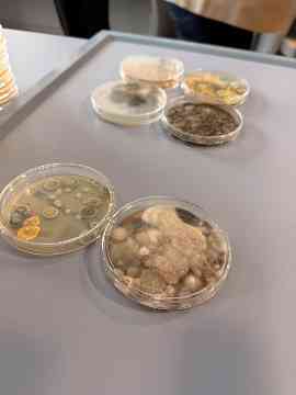 LESG: Genostar – Haubiversum – Futtermittellabor Rosenau