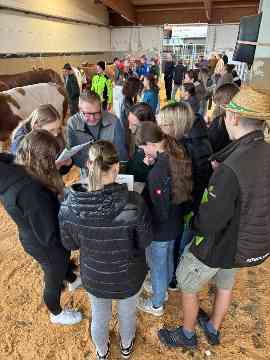 Zuchtrindversteigerung in St. Donat