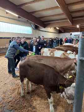 Zuchtrindversteigerung in St. Donat
