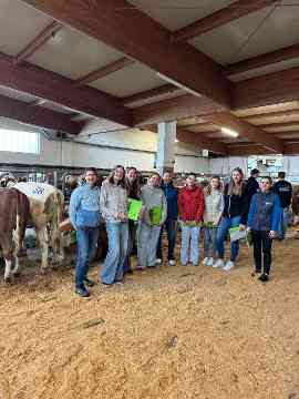 Zuchtrindversteigerung in St. Donat