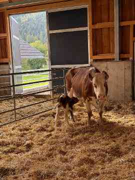Stallbaufachtage