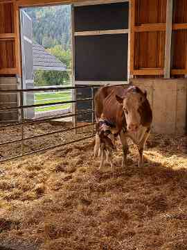 Stallbaufachtage