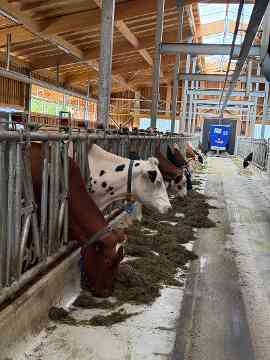 Stallbaufachtage