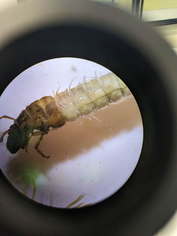 Angewandte Gewässerökologie an der HBLA Pitzelstätten Angewandte Gewässerökologie an der HBLA Pitzelstätten