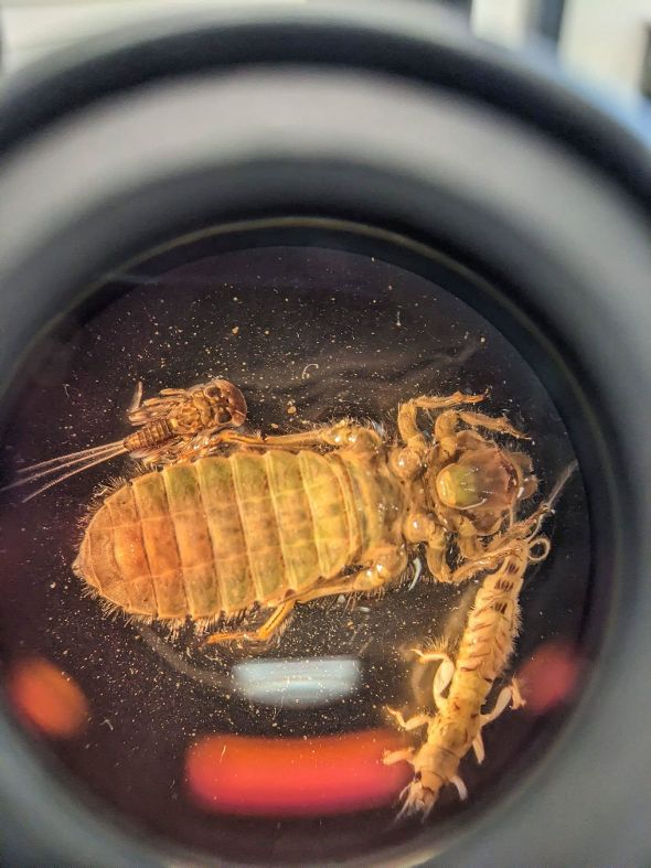 Angewandte Gewässerökologie an der HBLA Pitzelstätten Angewandte Gewässerökologie an der HBLA Pitzelstätten