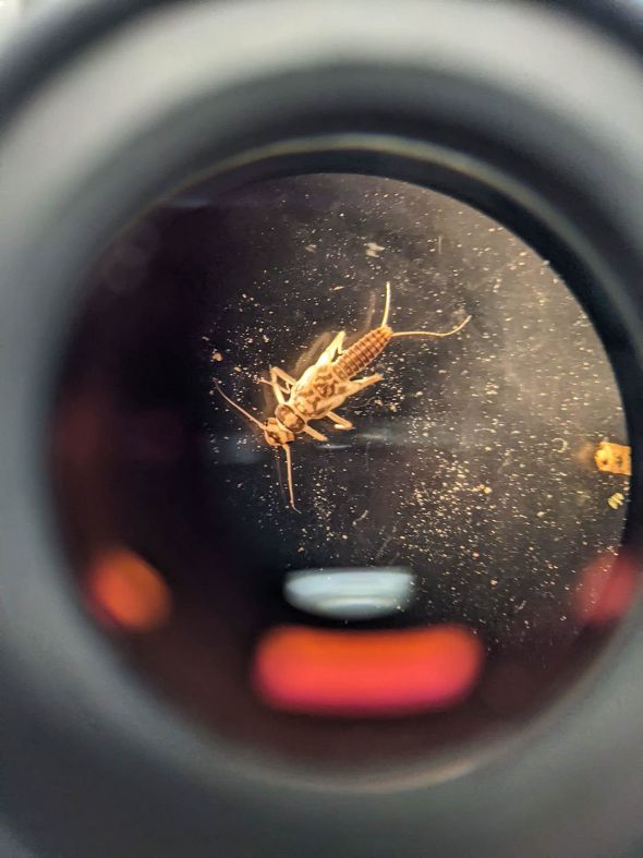 Angewandte Gewässerökologie an der HBLA Pitzelstätten Angewandte Gewässerökologie an der HBLA Pitzelstätten