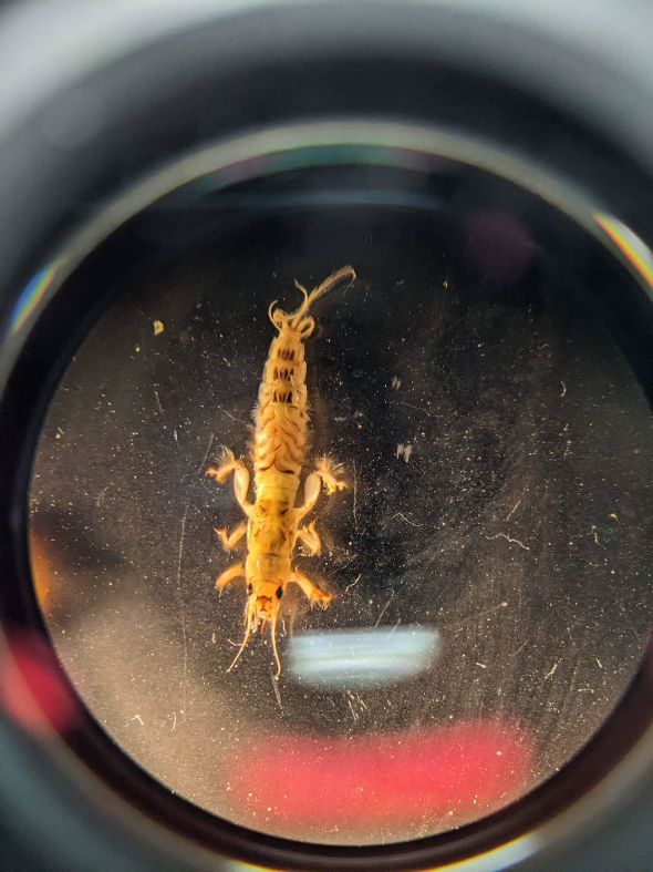 Angewandte Gewässerökologie an der HBLA Pitzelstätten Angewandte Gewässerökologie an der HBLA Pitzelstätten