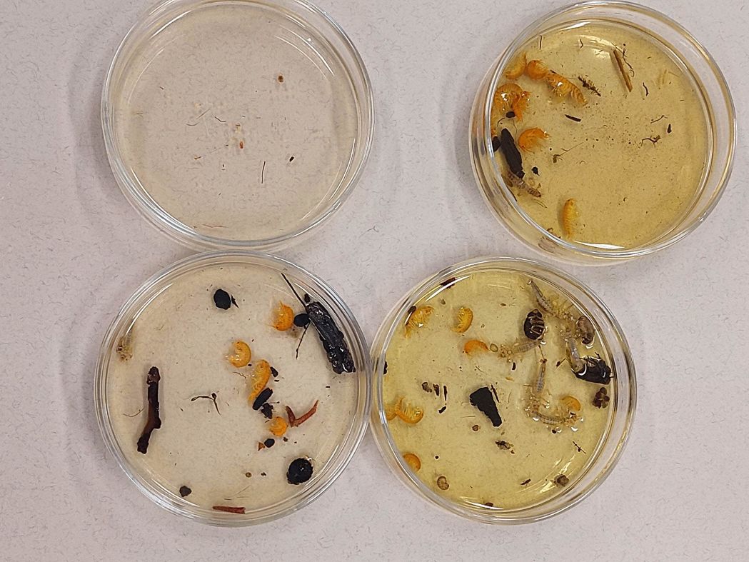 Angewandte Gewässerökologie an der HBLA Pitzelstätten Angewandte Gewässerökologie an der HBLA Pitzelstätten