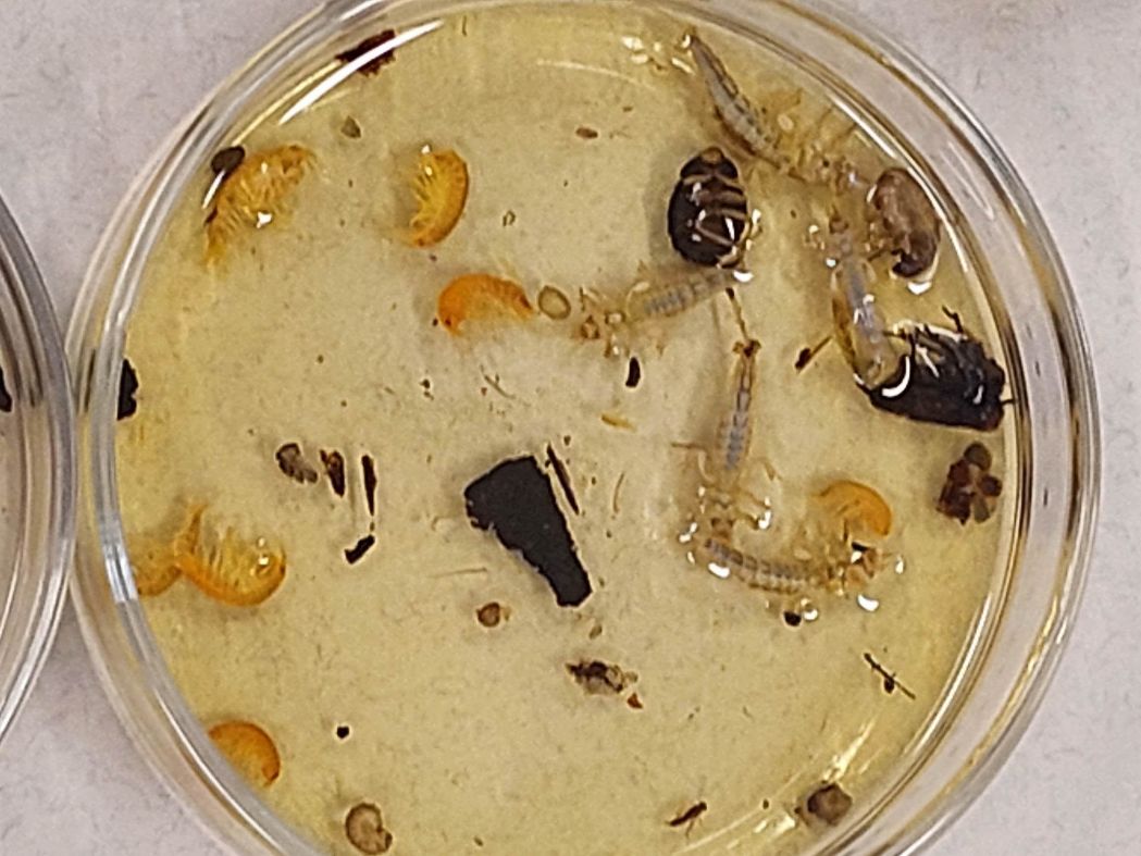 Angewandte Gewässerökologie an der HBLA Pitzelstätten Angewandte Gewässerökologie an der HBLA Pitzelstätten