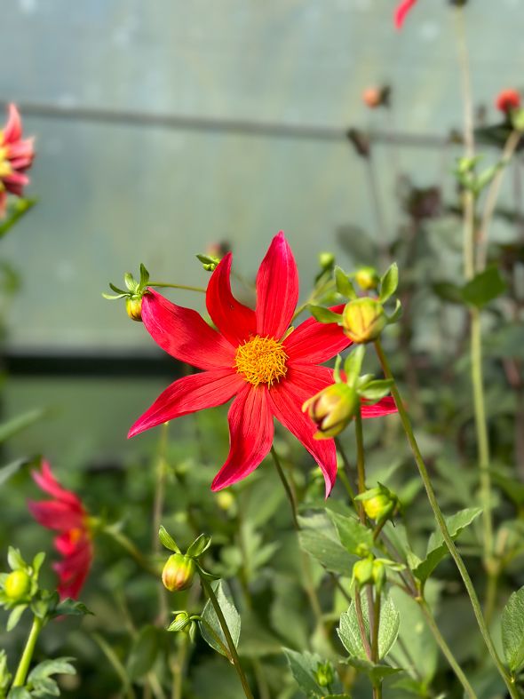 Blumen und Bull Beef Blumen und Bull Beef - Exkursion 3IUM in die Steiermark