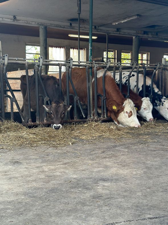 Tag der offenen Tür an der HBLA Pitzelstätten Tag der offenen Tür an der HBLA Pitzelstätten